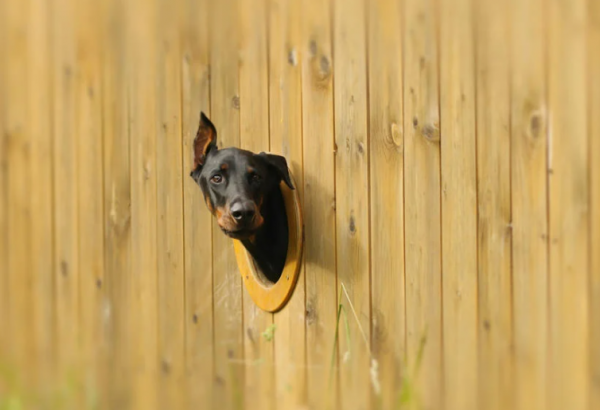 Pagar dengan hiasan ornamen berbentuk binatang